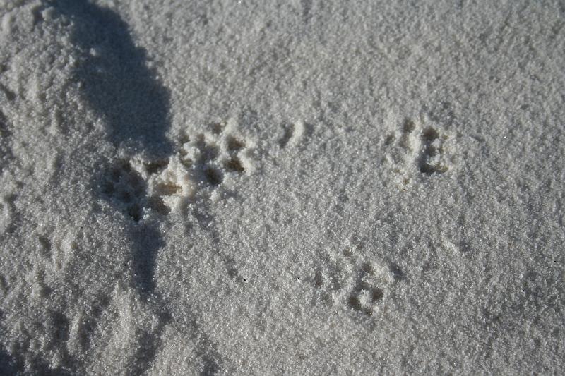 20081031 white sands 002.jpg